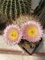 Preview: Notocactus roseoluteus